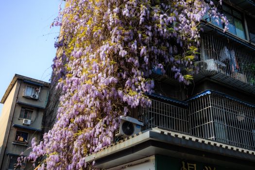 Purple wisteria cascades down a building facade in Chengdu, creating a vibrant urban scene.