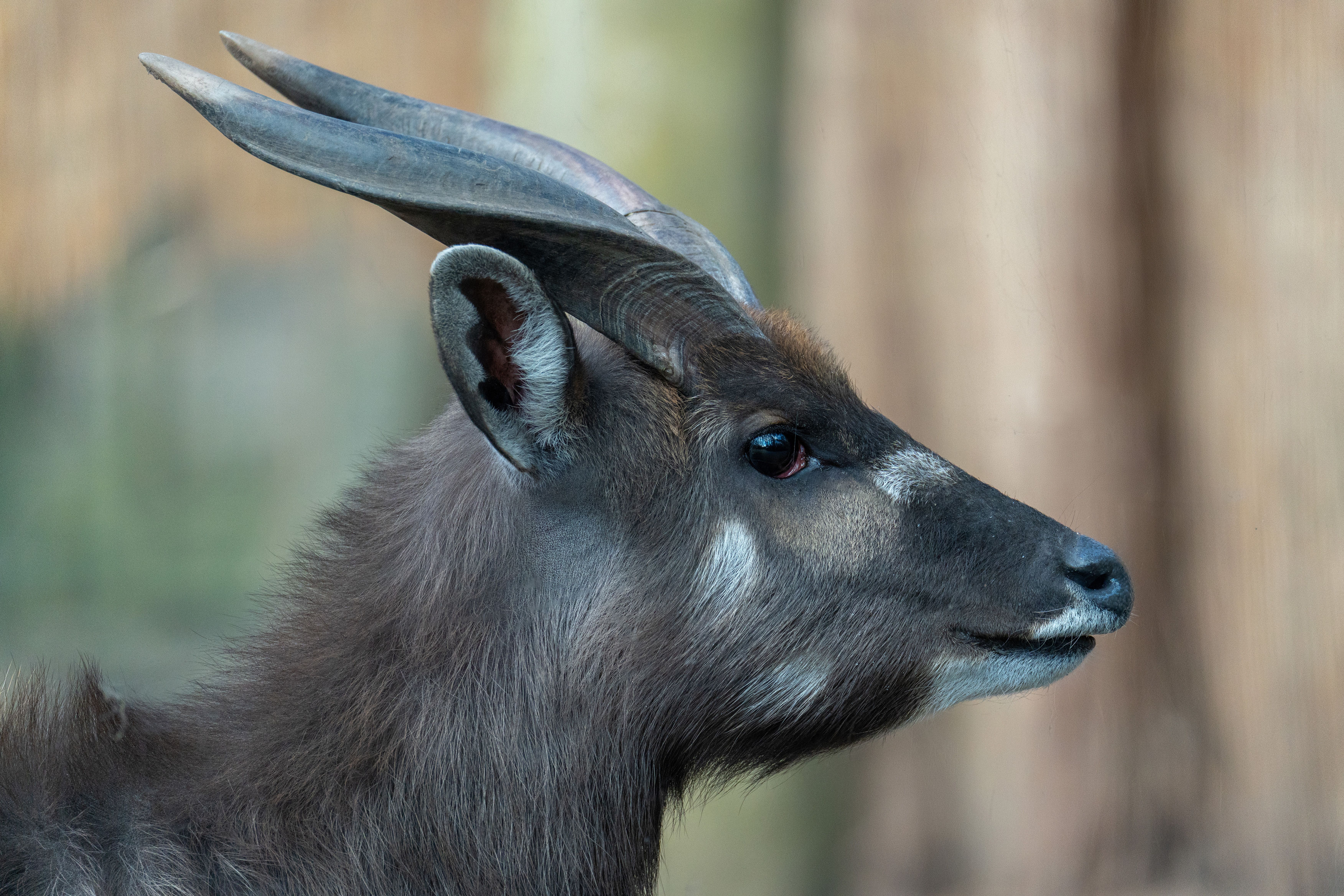 Profile of a Captive Japanese Serow in Nature · Free Stock Photo