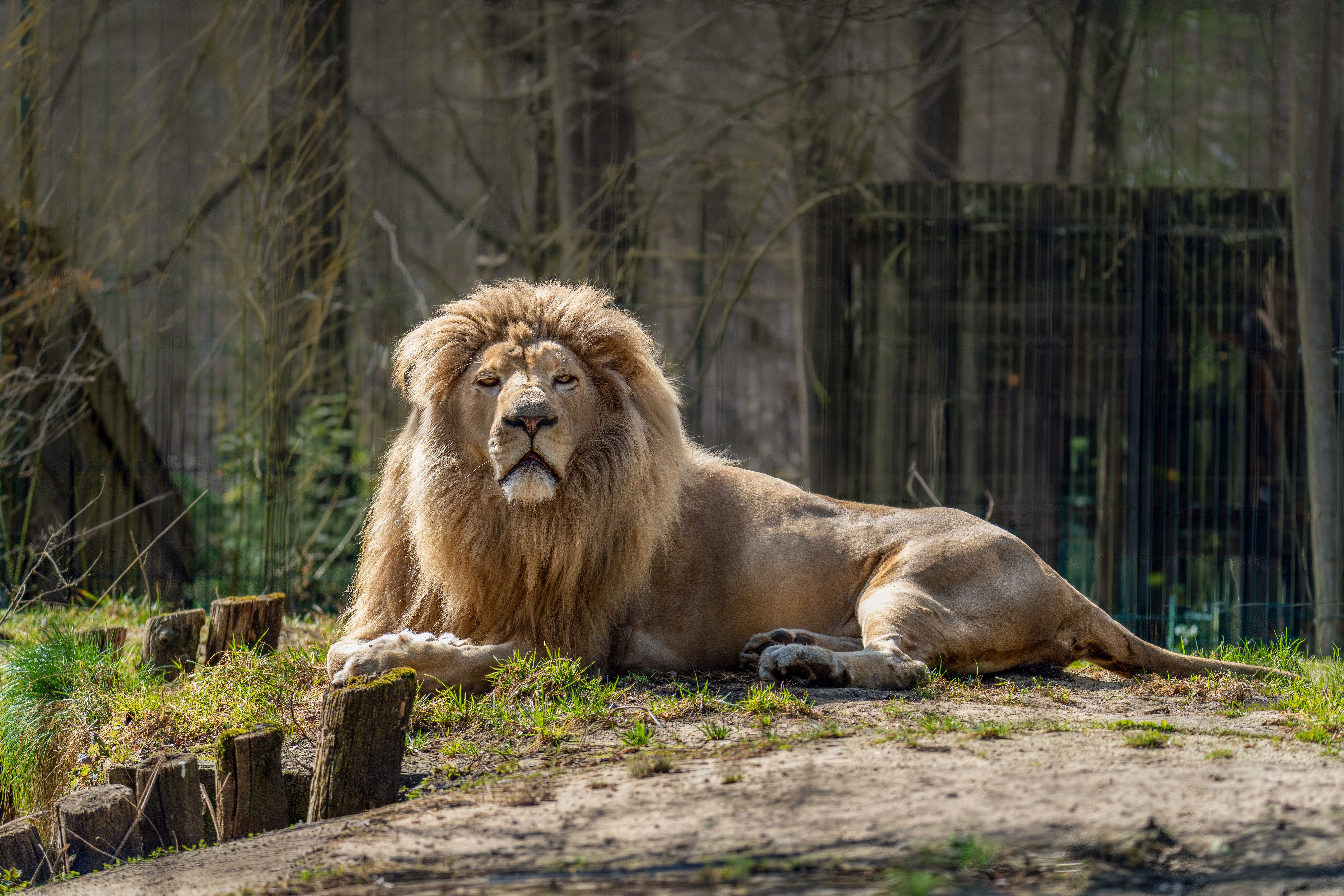 A majestic male lion with a magnificent mane resting in the savannah under the sunlight — modafinil vs lions mane