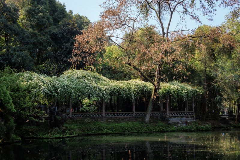 Flower-covered pavilion beside a pond in a Chengdu park