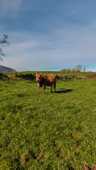 A lone brown cow grazing in the lush green fields of Cantabria under a clear blue sky.