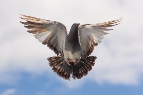 Oiseau Volant Brun Et Blanc Sur Ciel Bleu