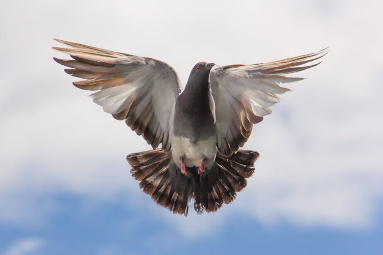 Brown And White Flying Bird On Blue Sky