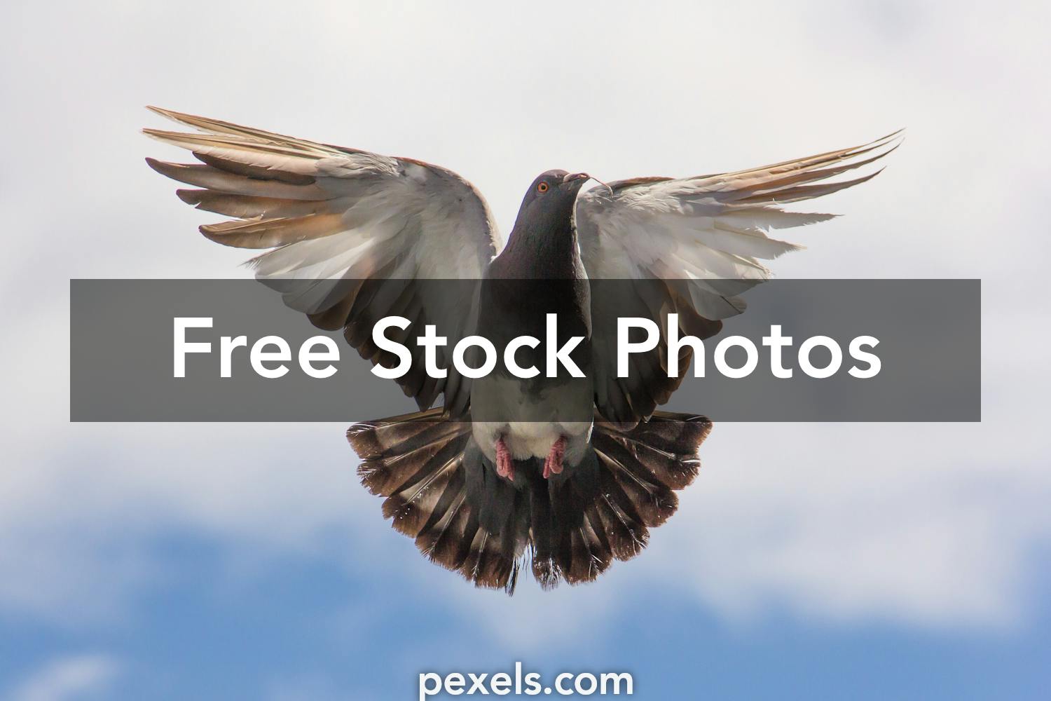 Anima Photos, Download The BEST Free Anima Stock Photos & HD Images