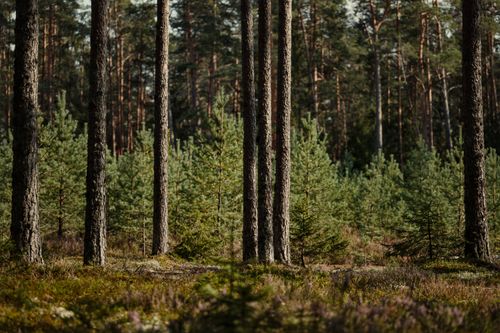 Free A serene view of tall pine trees in a sunlit, dense forest setting. Stock Photo