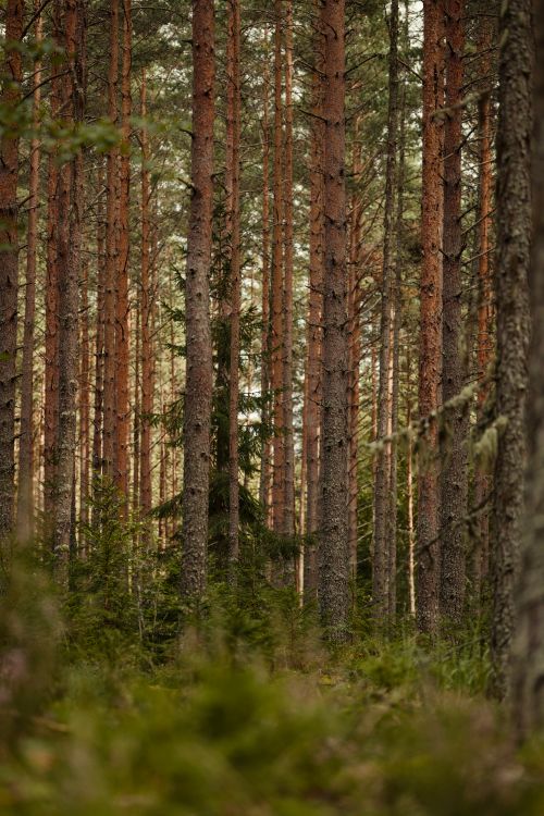 Free Explore the tranquil beauty of a dense coniferous forest with towering tree trunks. Stock Photo