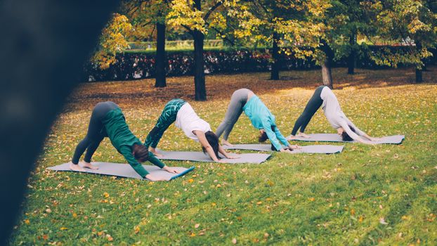 Four women perform yoga outdoors on a sunny autumn day, showcasing fitness and mindfulness.