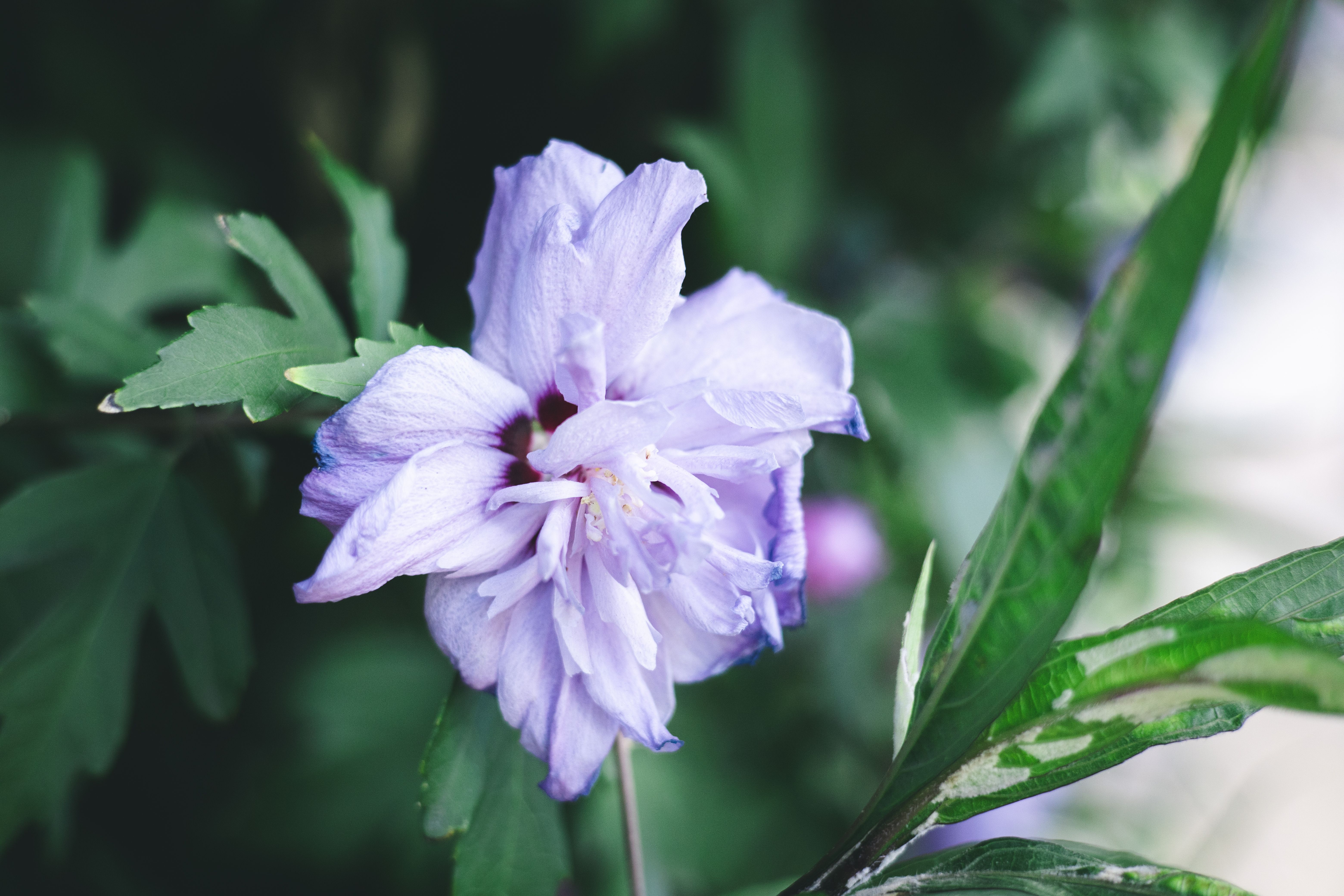 Close-up shot of a vibrant purple Rose of Sharon flower amidst green foliage.