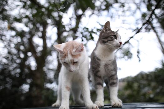 Two cats curiously explore their surroundings on a tree branch in Fındıklı, Türkiye.