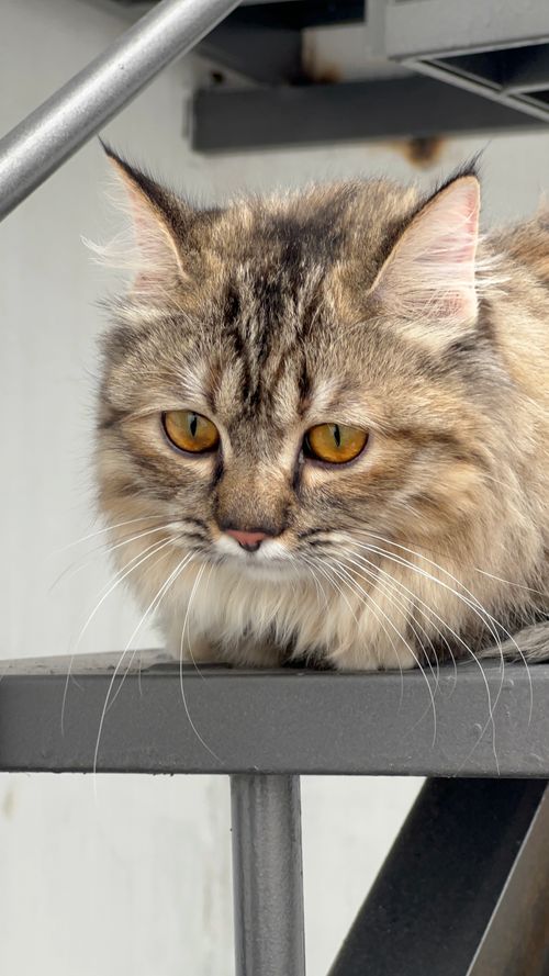 Free A captivating close-up of a fluffy cat with striking golden eyes lounging on a staircase. Stock Photo
