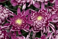 Close-up of vibrant magenta chrysanthemums showcasing intricate petals in full bloom.