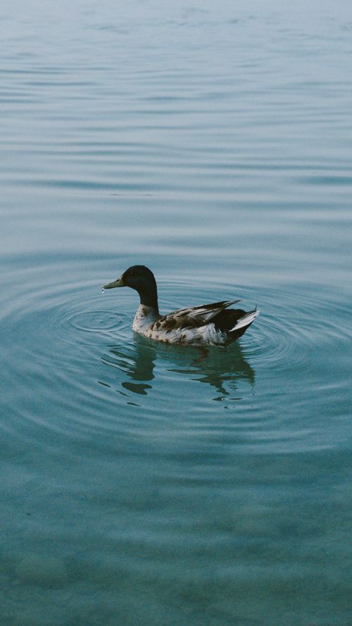 Free A single duck swims gracefully in a tranquil lake, creating gentle ripples on the water's surface. Stock Photo