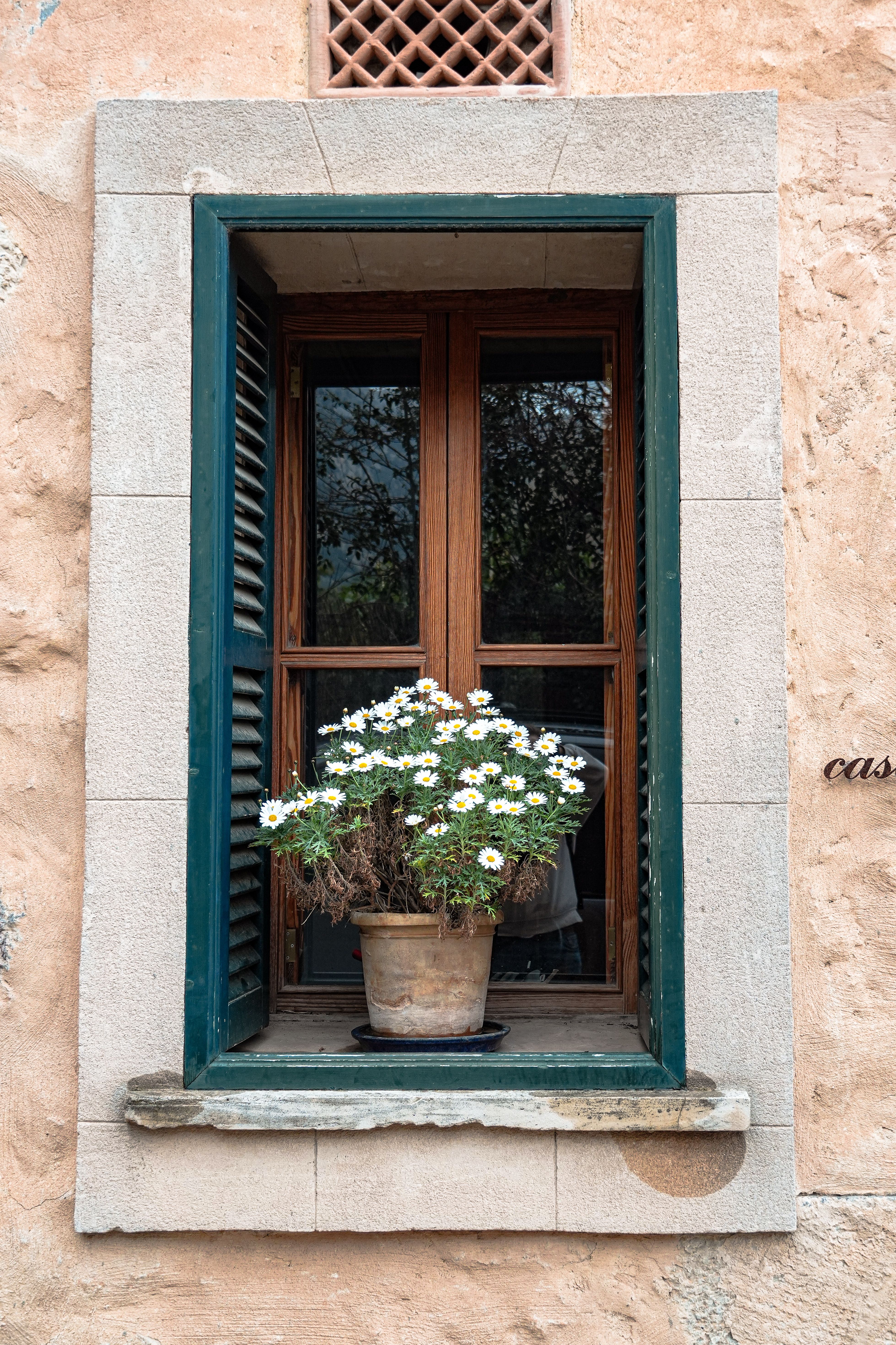 Charming Mediterranean Window with Daisy Plant · Free Stock Photo