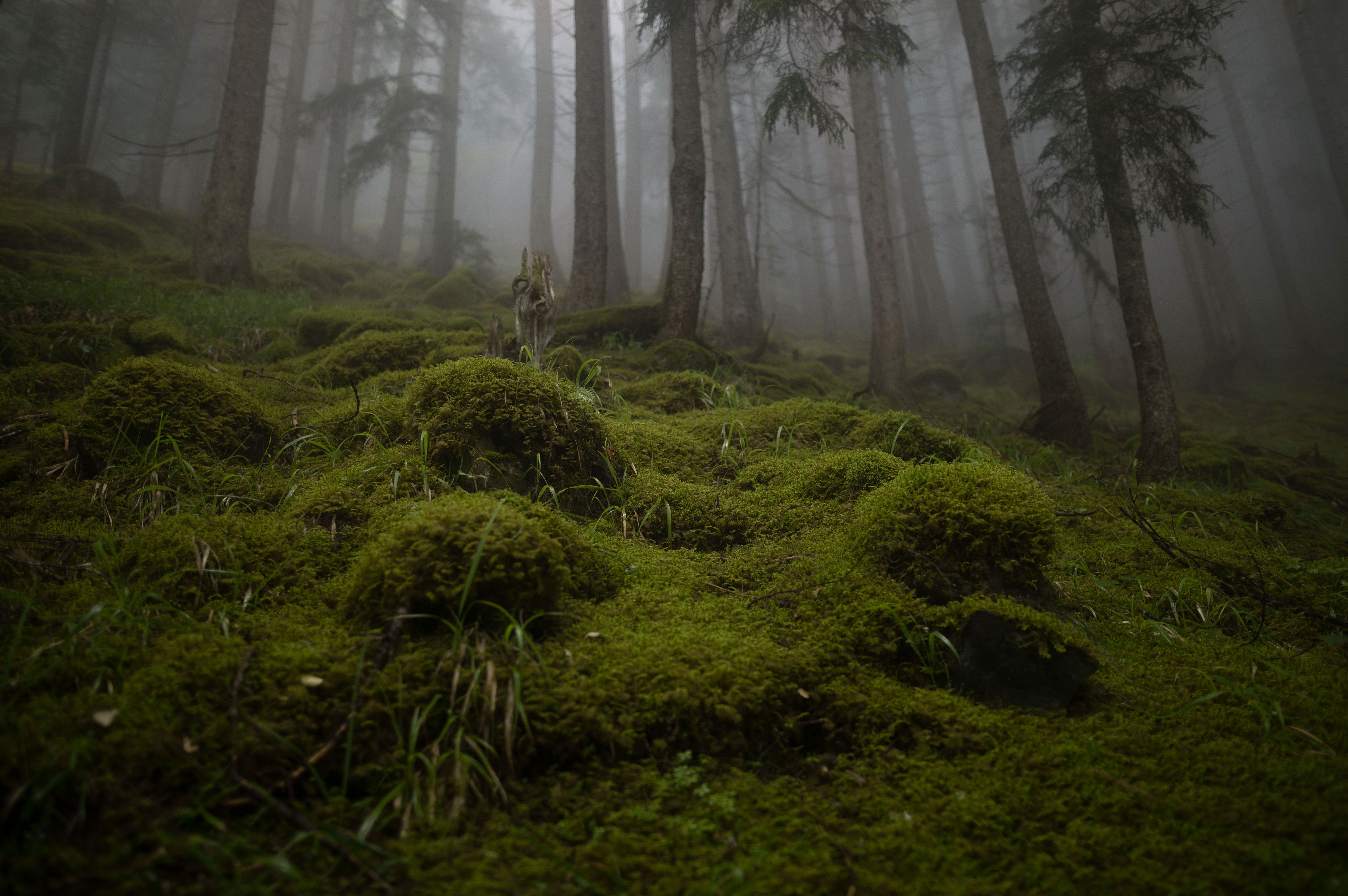Unlock 2026's Green Gold Rush: Your Ultimate Guide to Investing in Forest Carbon Credits & Reforestation Profits!