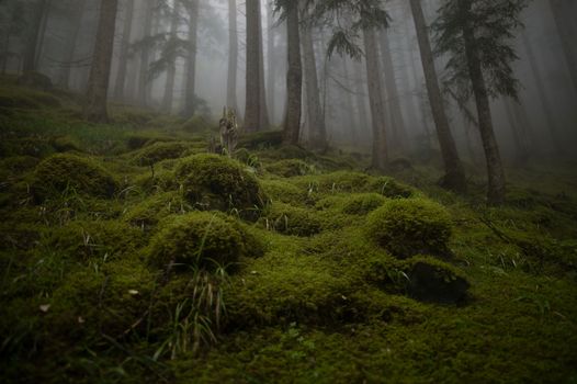 Eerie and mystical moss-covered forest scene in the foggy woods of Rize, Türkiye.