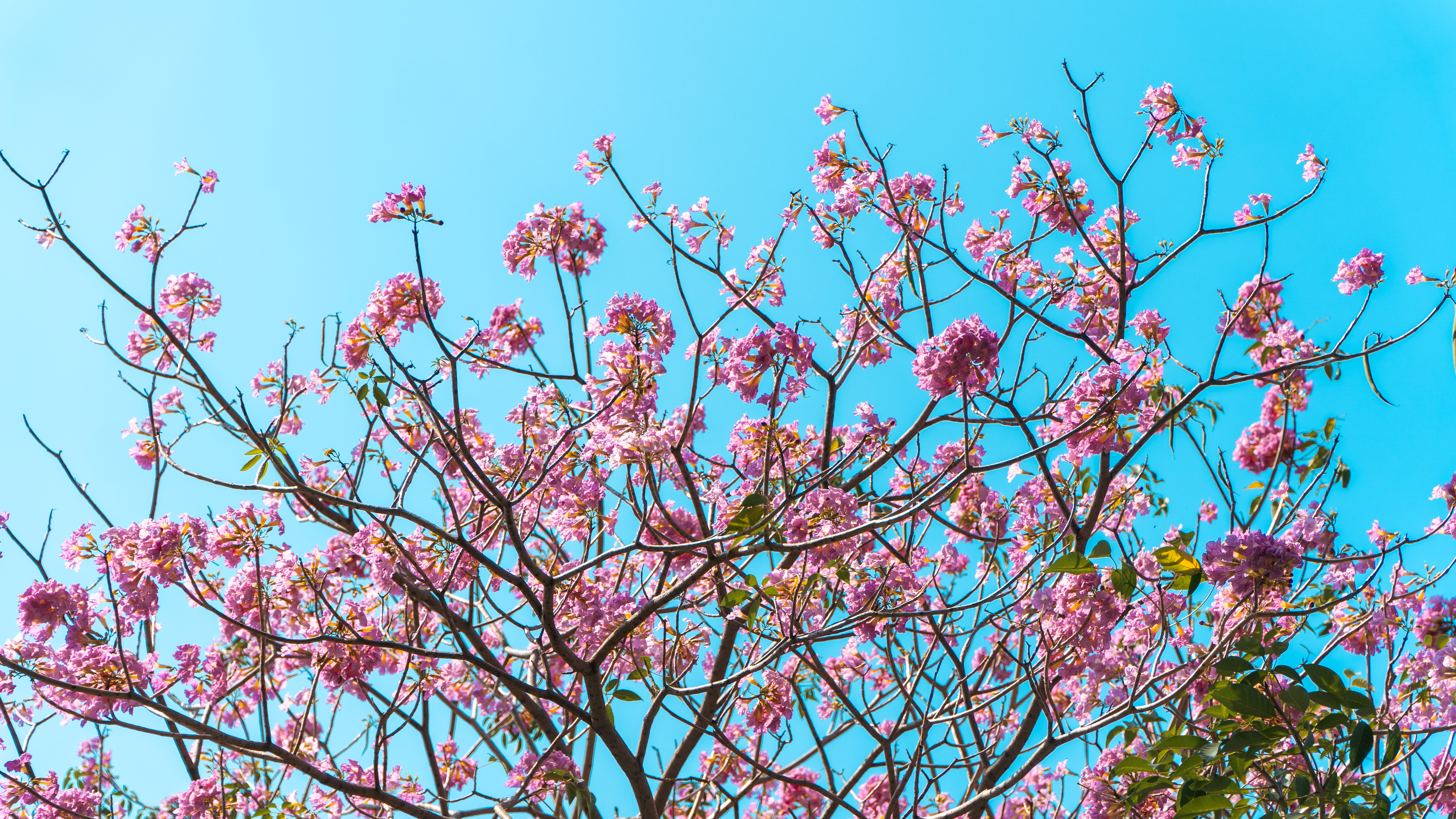 Musim Mekar Tabebuia Rosea Hiasi Kampus Kasetsart, Wisatawan Berbondong-bondong