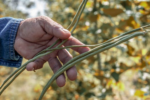 Close-up of a hand holding fresh cowpea pods in an outdoor field with sunny backdrop.
