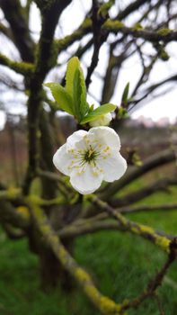 Detailed view of a white plum blossom with lush background, captured in Balıkesir, Türkiye.