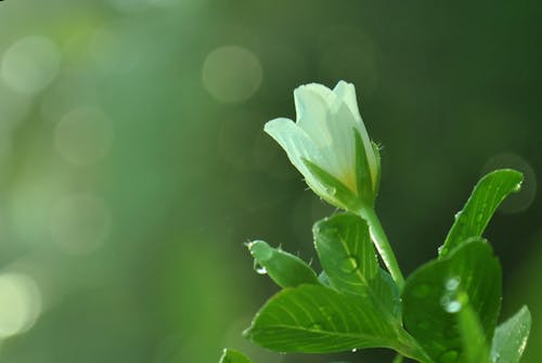 คลังภาพถ่ายฟรี ของ ดอกไม้สด, ตอนเช้า