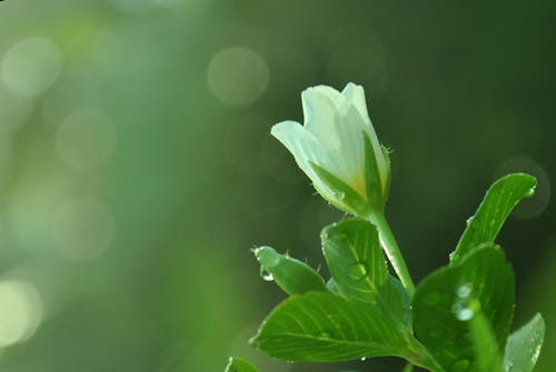 Free stock photo of fresh flowers, in the morning