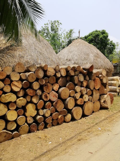 Brown Tree Logs Near Palm Tree