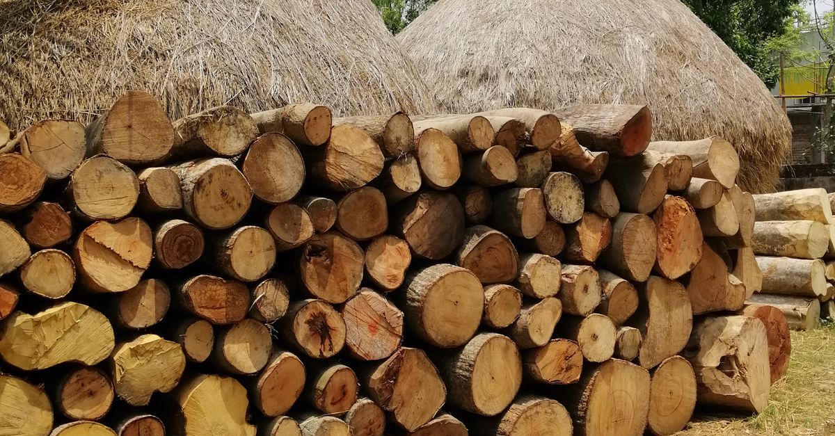 Brown Tree Logs Near Palm Tree · Free Stock Photo