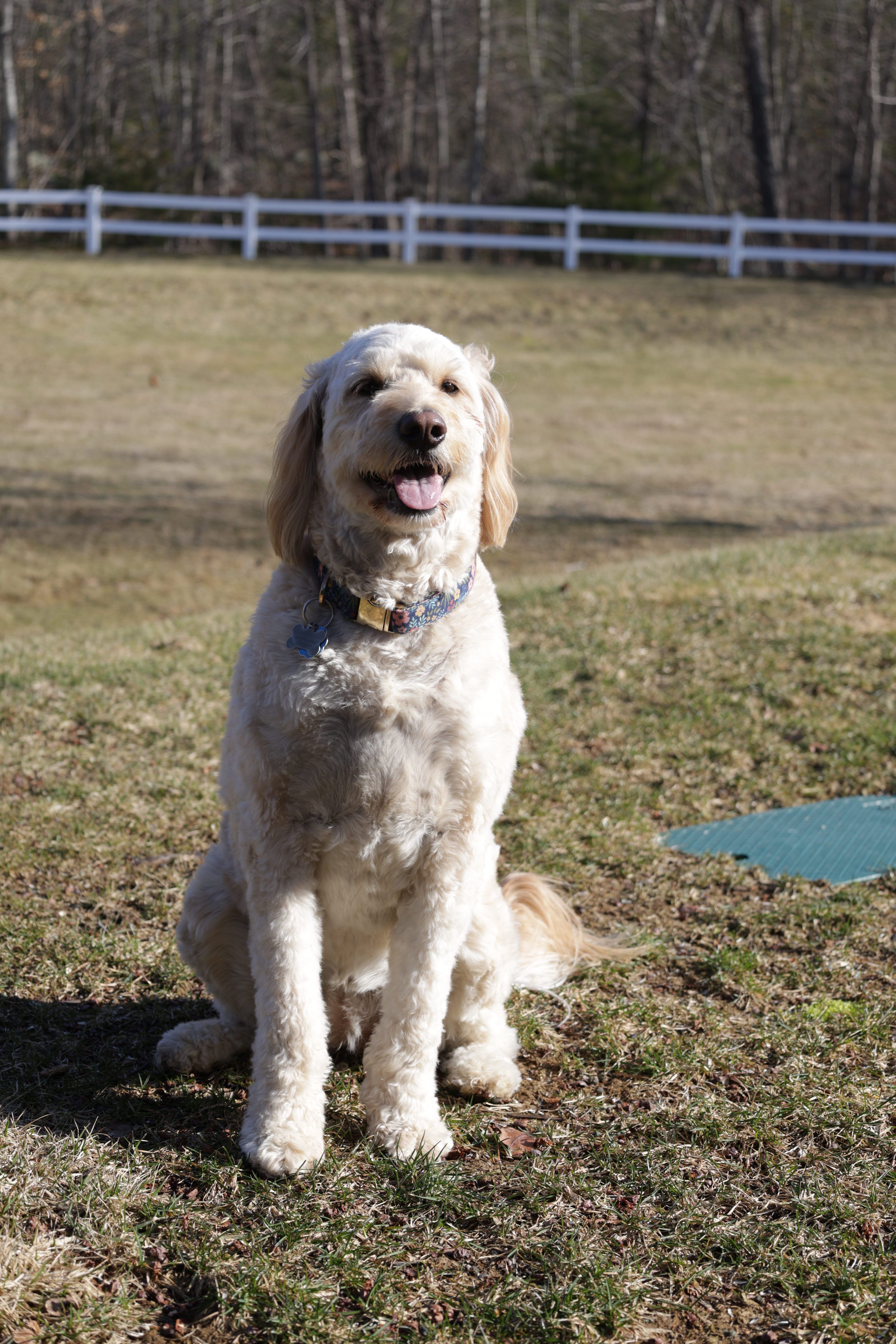 Golden Retriever in Sunny Outdoor Park Setting · Free Stock Photo