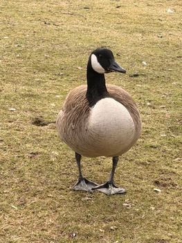 A Canadian goose stands on grass, showcasing its distinctive black head and white cheeks. Perfect for wildlife themes.