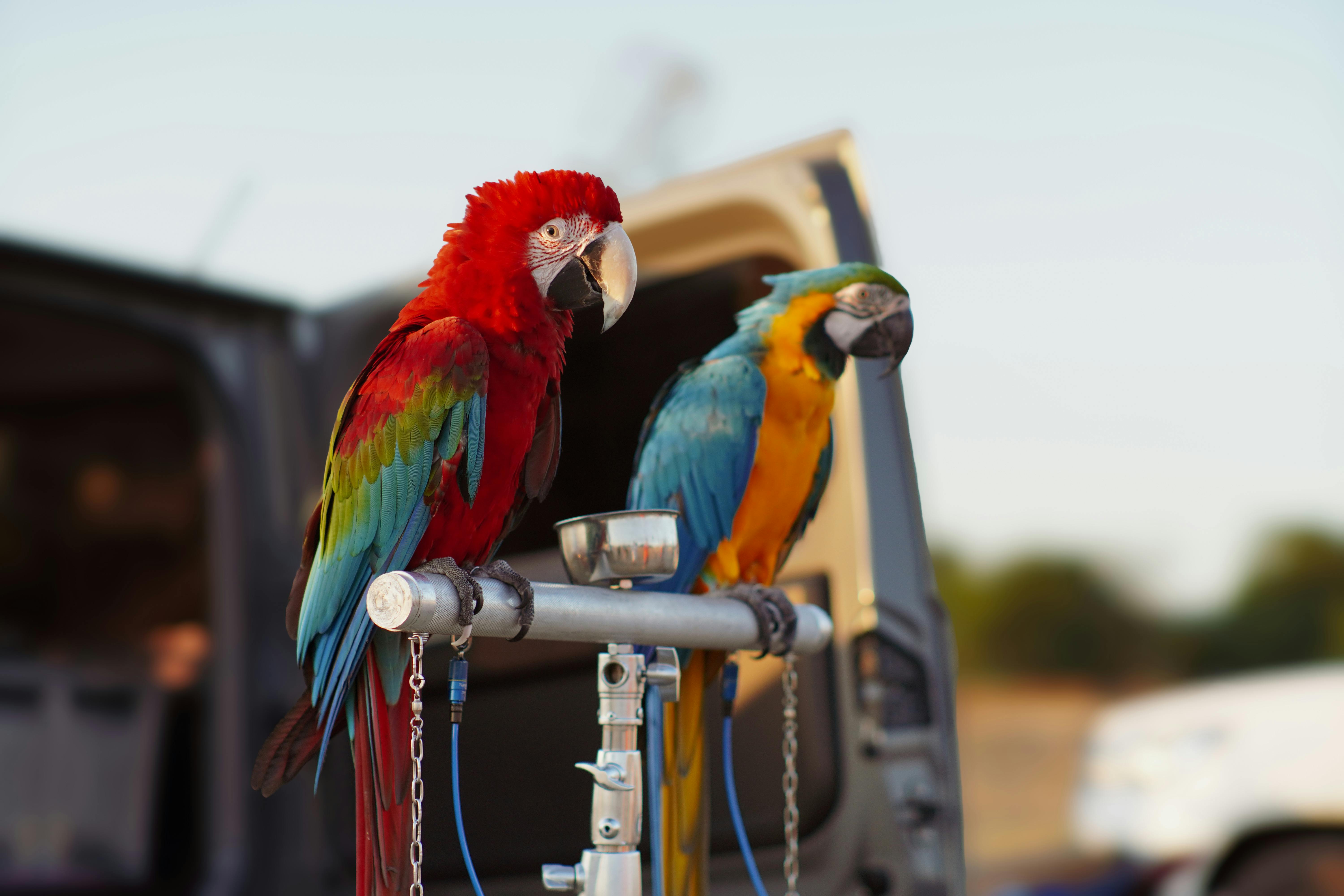 Finches (Σπίνοι): Ζωηρά Πουλάκια για Παρατηρητές