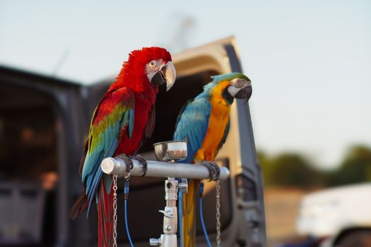 parrot photo