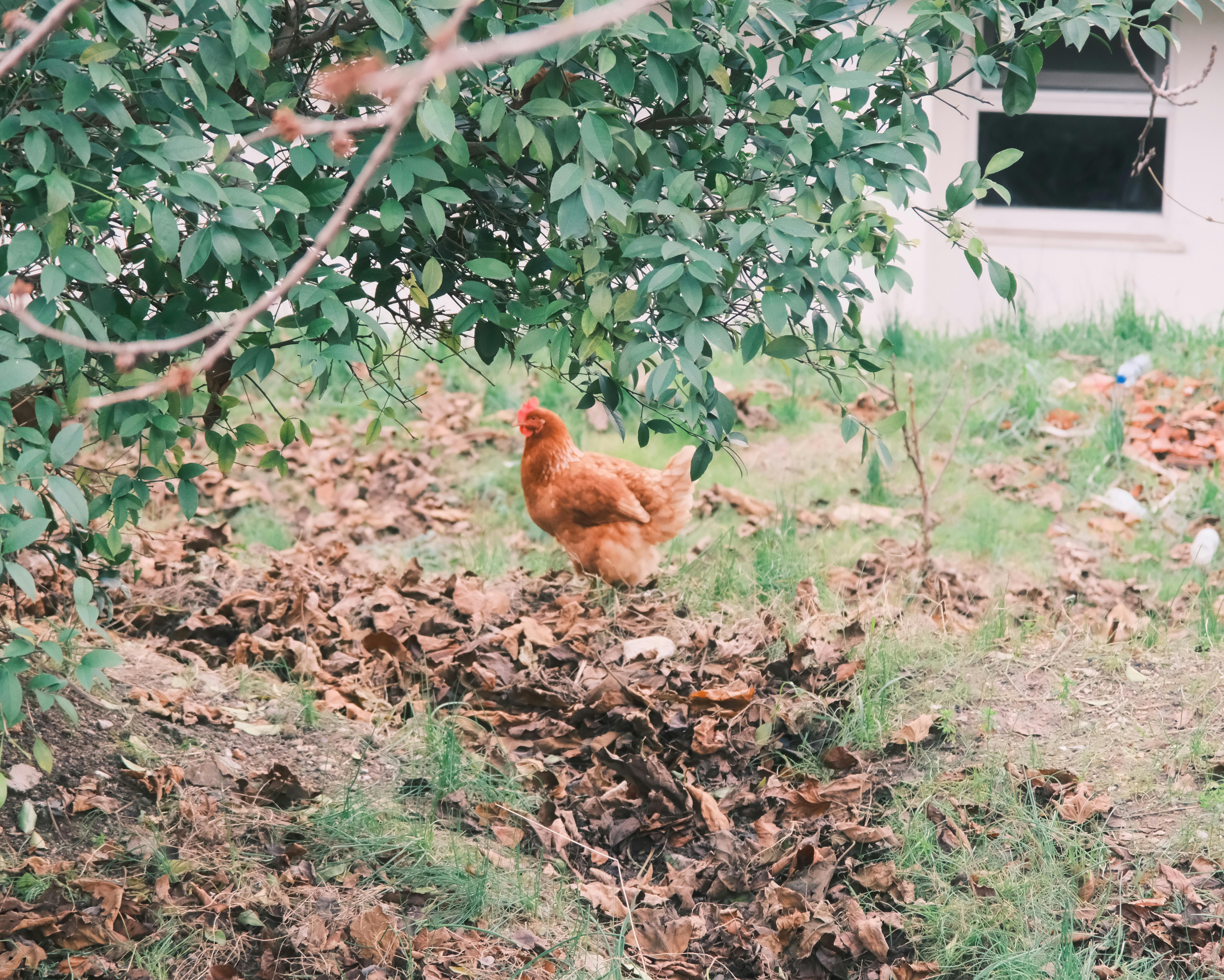 Backyard Chickens