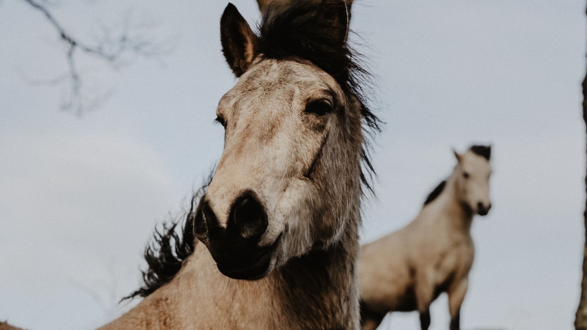 Veterinary care for a horse