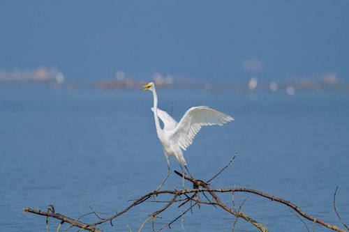 Free A white egret stands on a branch over tranquil water, wings outstretched. Stock Photo