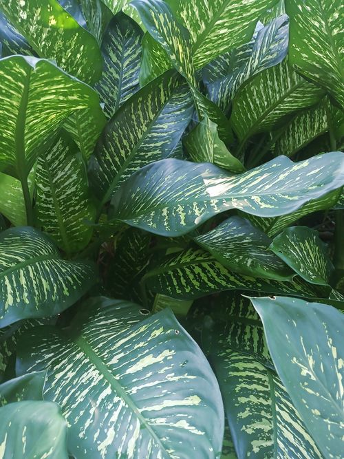 Free Close-up of vibrant Dieffenbachia leaves with variegated patterns. Stock Photo
