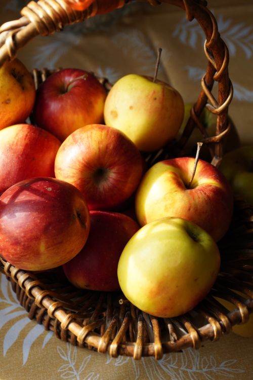 Free A wicker basket filled with ripe apples basking in warm sunlight indoors. Stock Photo