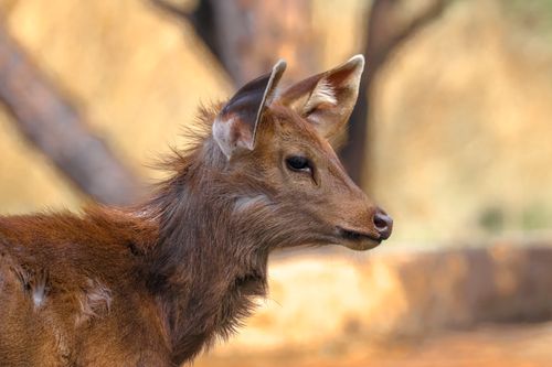 Free A detailed side profile of a young deer against a blurred natural background, conveying a serene wildlife moment. Stock Photo