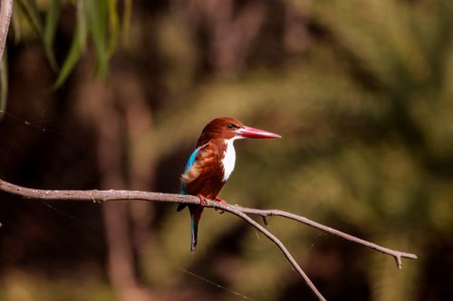 Free White-throated kingfisher perched on a branch amidst lush greenery, displaying bright plumage. Stock Photo