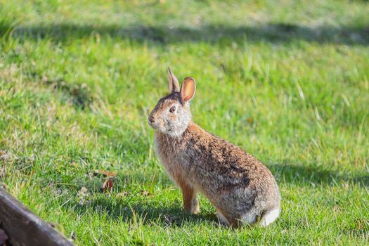 rabbit photo