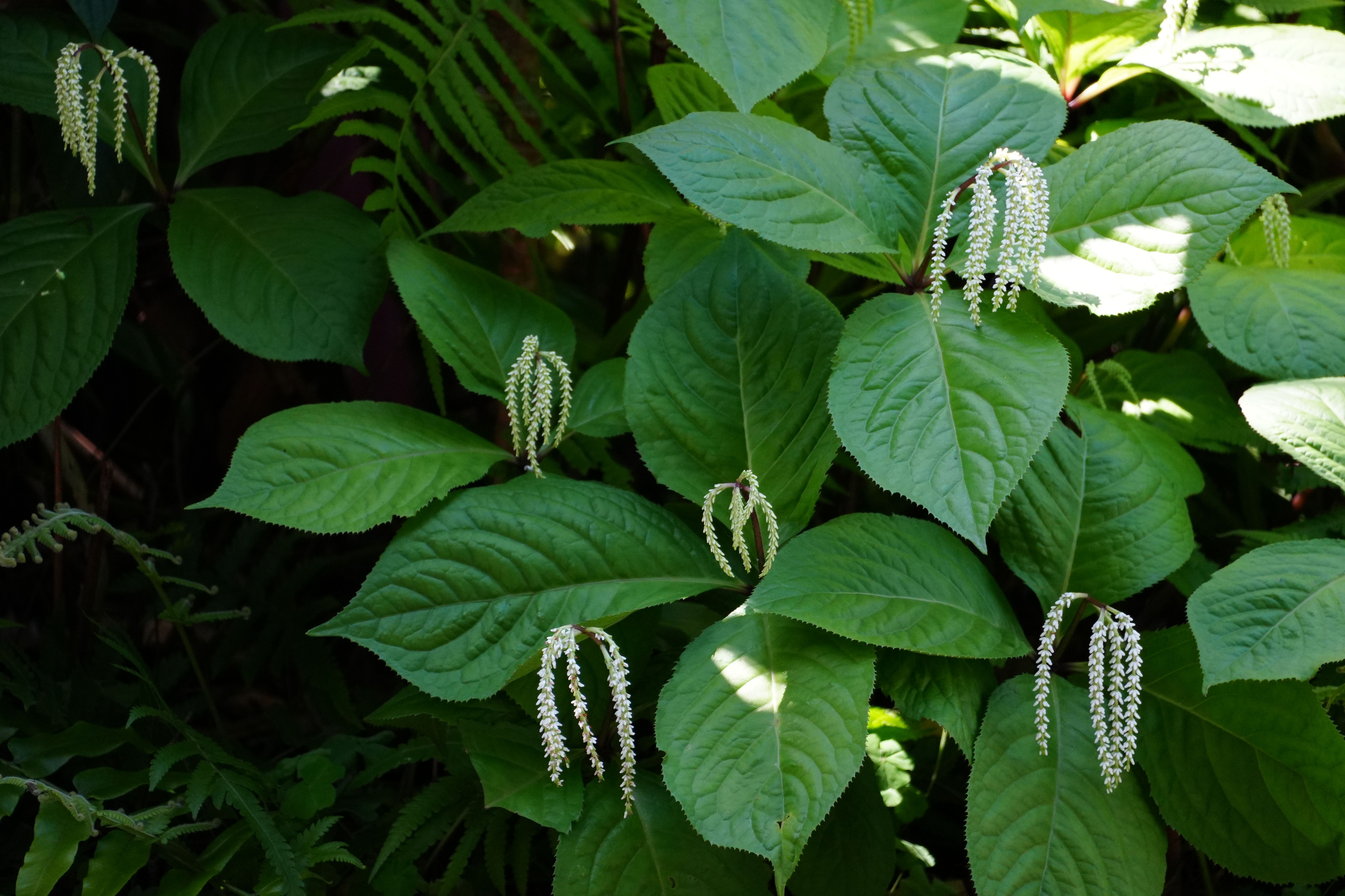Phyllagathis Scortechinii