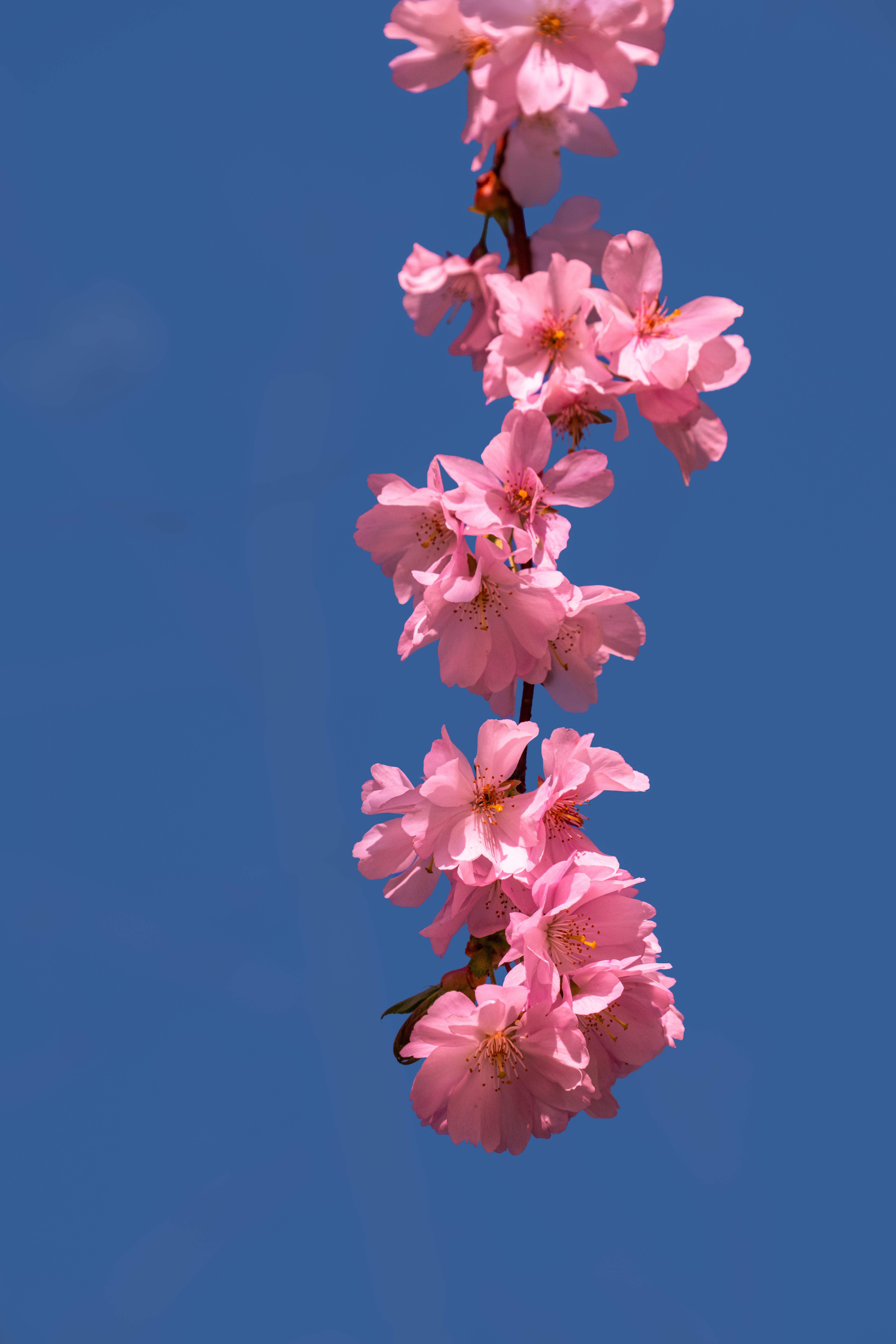 Pink Cherry Blossoms Against Clear Blue Sky · Free Stock Photo