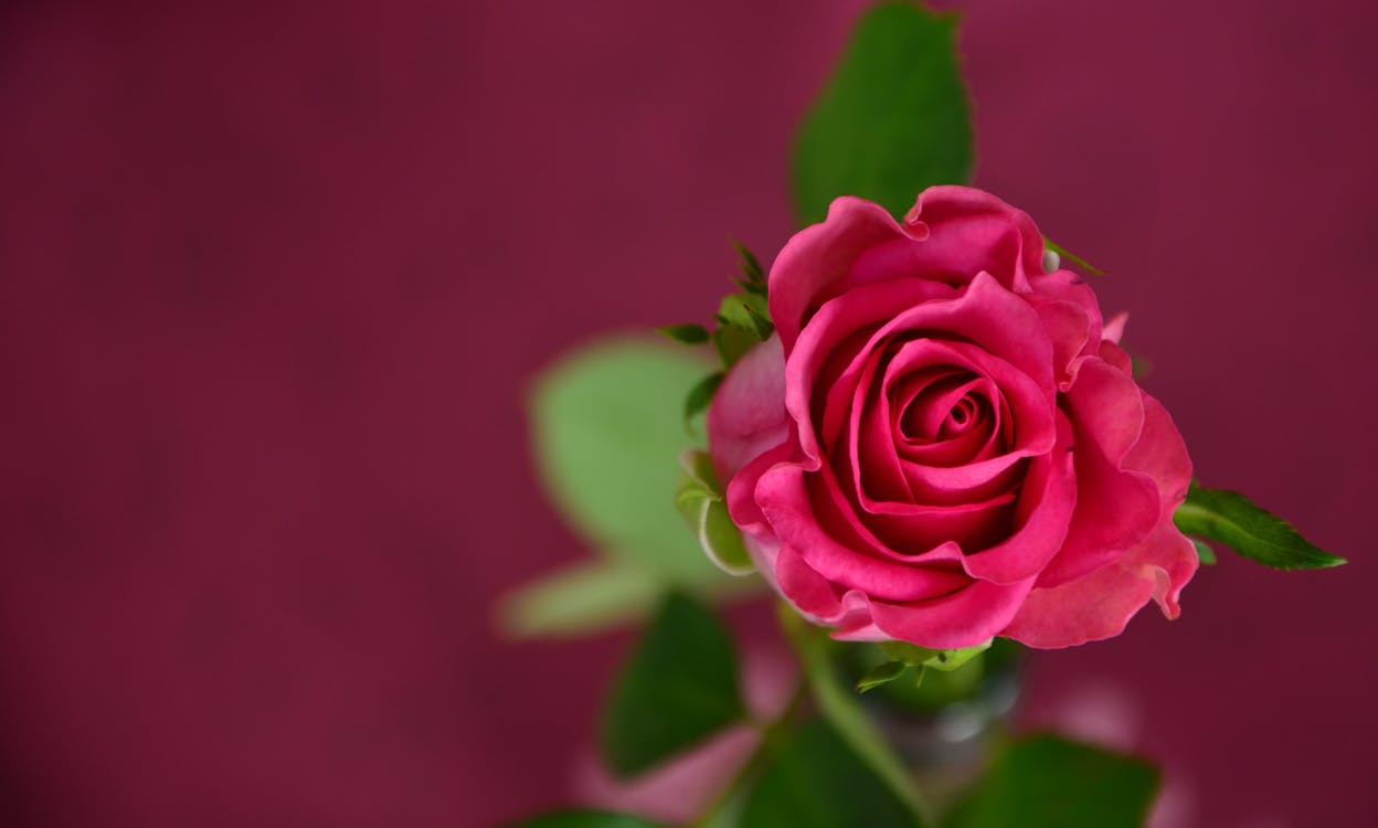 Free Selective Focus Photo of Pink Rose in Bloom Stock Photo