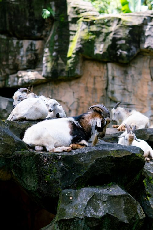 Free A group of goats resting on rocky formations outdoors in daylight. Stock Photo