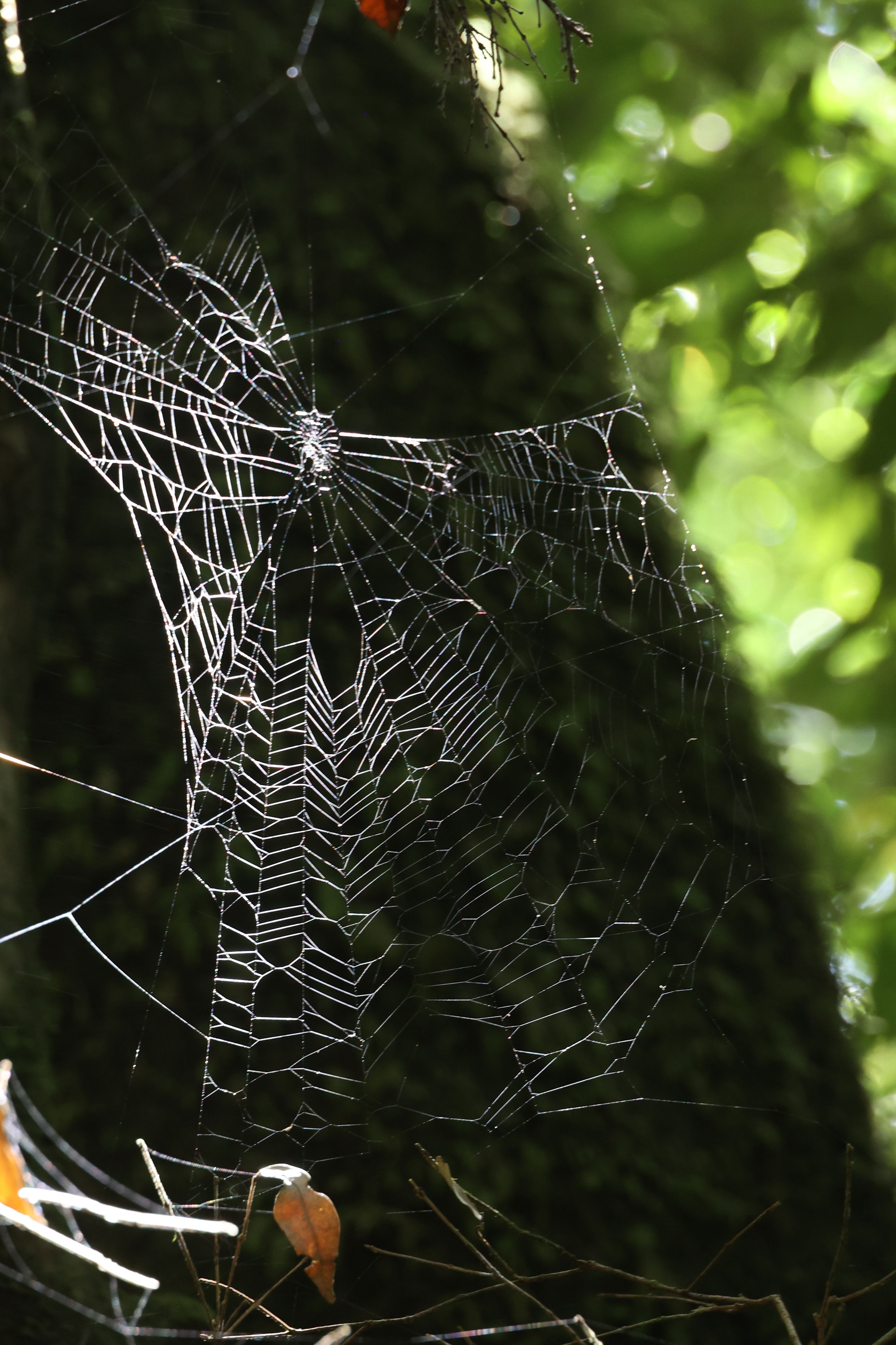 Gratis Primo piano di una ragnatela in una foresta, illuminata dalla luce del sole, che mette in mostra la maestria artistica della natura. Foto a disposizione