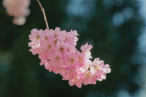 Free Close-up of pink cherry blossoms on a branch against a dark green bokeh background. Stock Photo