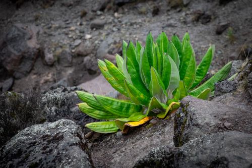 Free Vibrant green plant growing among rocks in a mountainous terrain. Stock Photo