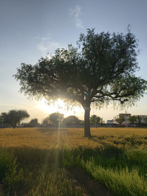 Free A serene view of a tree standing in a lush farmland at sunset in Bilaspur, India. Stock Photo