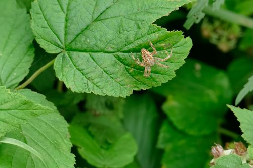Free Close-up of a cross orb weaver spider resting on a green leaf in natural surroundings. Stock Photo