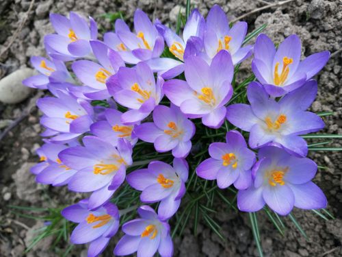 Free Vibrant purple crocus flowers blooming in a garden symbolize the arrival of spring. Stock Photo
