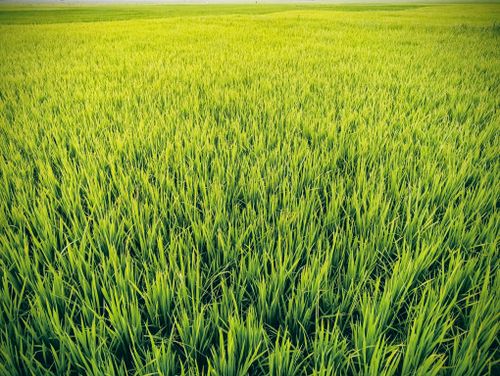 Free Vibrant green rice field in daylight showcasing agricultural abundance. Stock Photo
