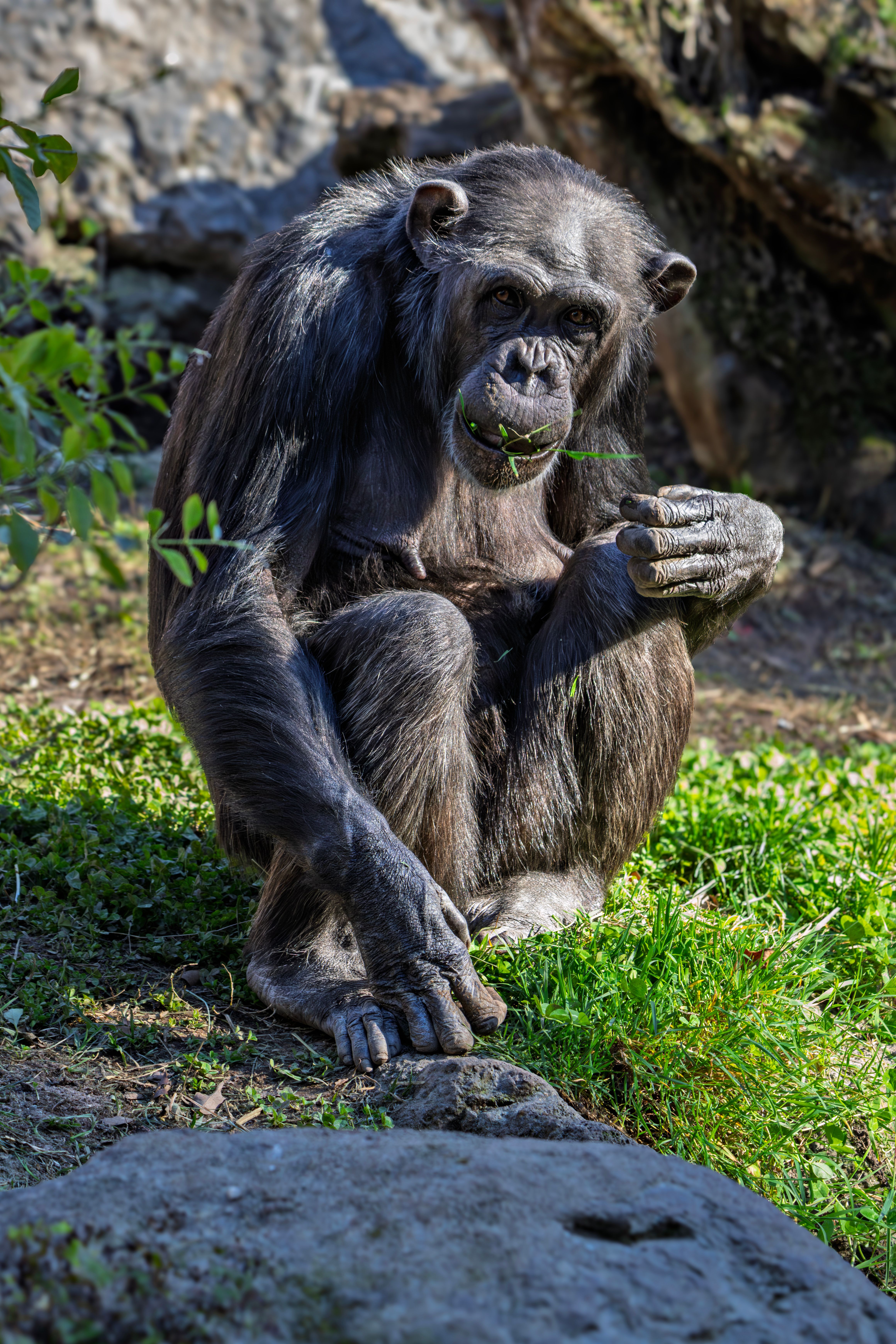Close-up of a chimpanzee eating grass outdoors with natural surroundings.